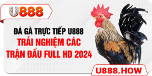 Đá Gà Trực Tiếp U888 - Trải Nghiệm Các Trận Đấu Full Hd 2024