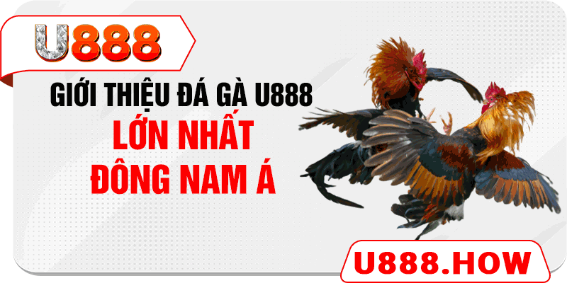 Giới thiệu đá gà U888 lớn nhất Đông Nam Á