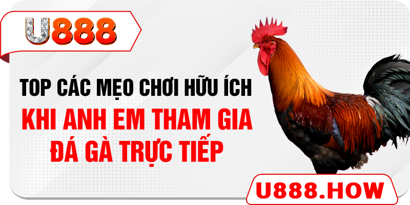 Top các mẹo chơi hữu ích khi anh em tham gia đá gà trực tiếp